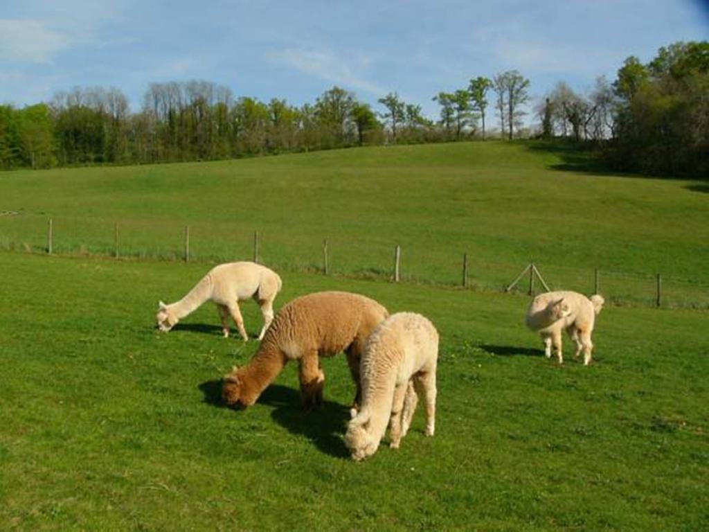 Farmstay Alpagaterie Juillac  Dış mekan fotoğraf