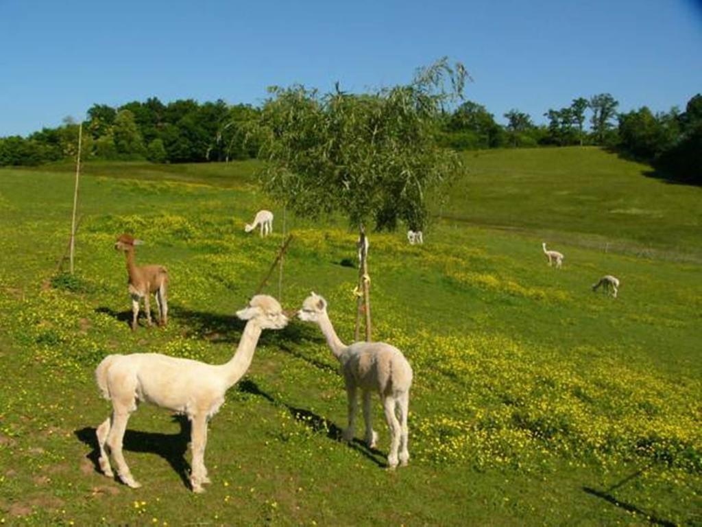 Farmstay Alpagaterie Juillac  Dış mekan fotoğraf