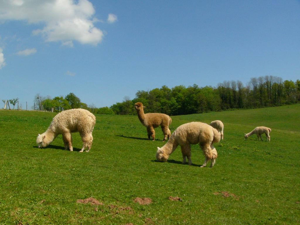 Farmstay Alpagaterie Juillac  Dış mekan fotoğraf