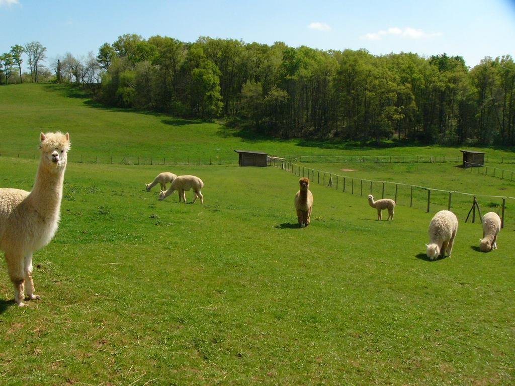 Farmstay Alpagaterie Juillac  Dış mekan fotoğraf